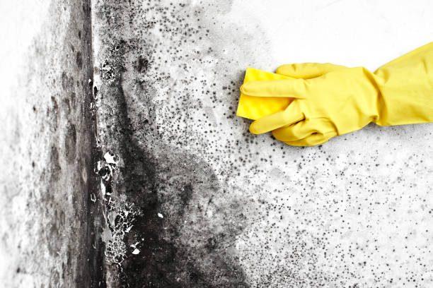 Best Mold Remediation for Healthcare Facilities  in West Dundee, IL