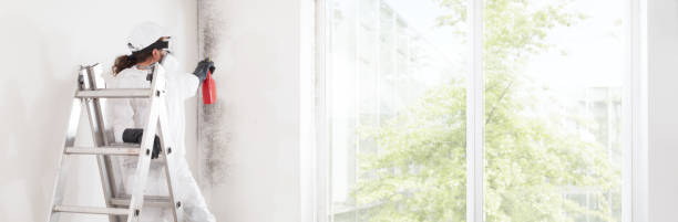 Best Mold Damage Restoration  in West Dundee, IL